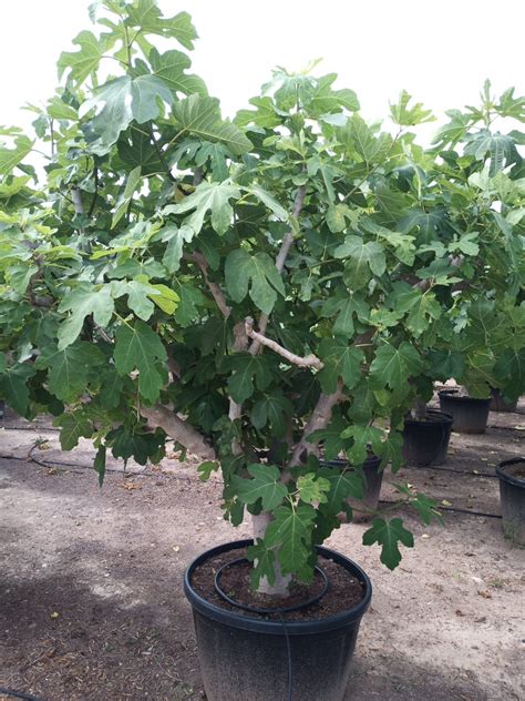 FIG TREE Ficus carica L. (Moraceae) : Fig tree。